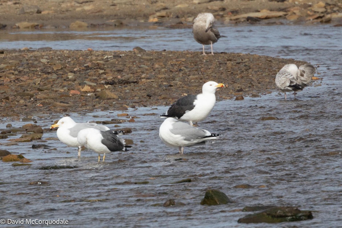 Great Black-backed Gull - David McCorquodale