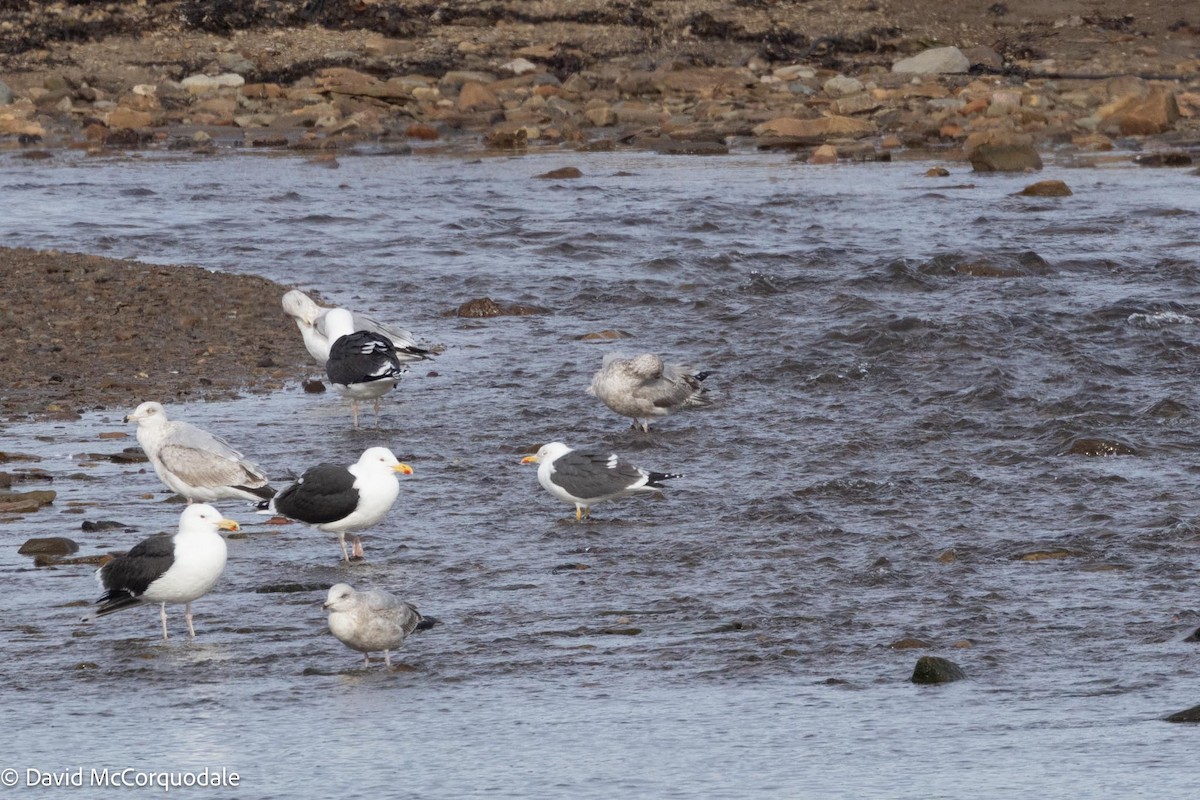 Lesser Black-backed Gull - ML617037339