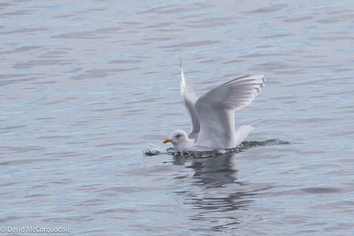 Gaviota Groenlandesa (kumlieni) - ML617037345