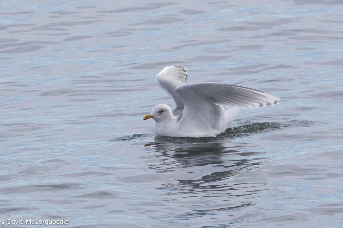 Iceland Gull (kumlieni) - ML617037346