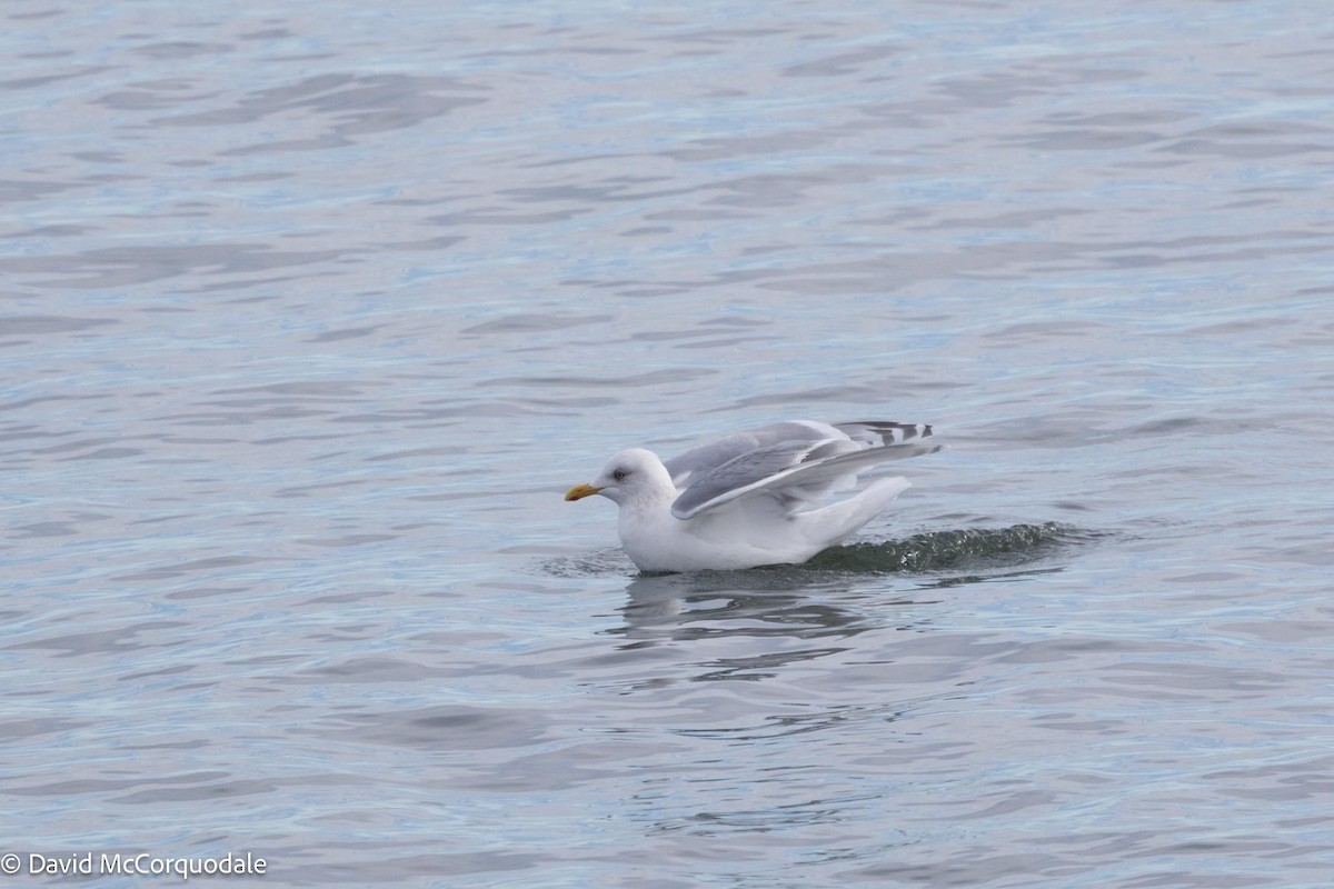 Iceland Gull (kumlieni) - David McCorquodale