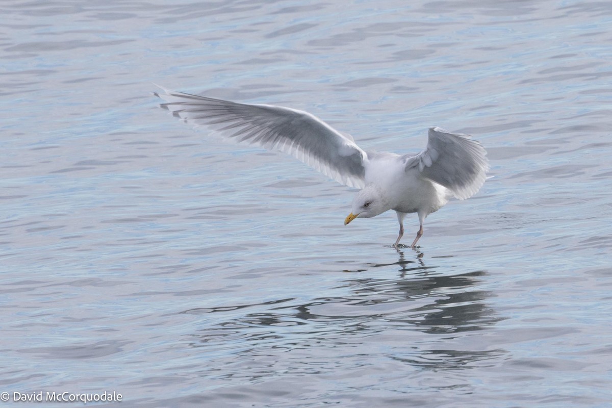 Iceland Gull (kumlieni) - David McCorquodale