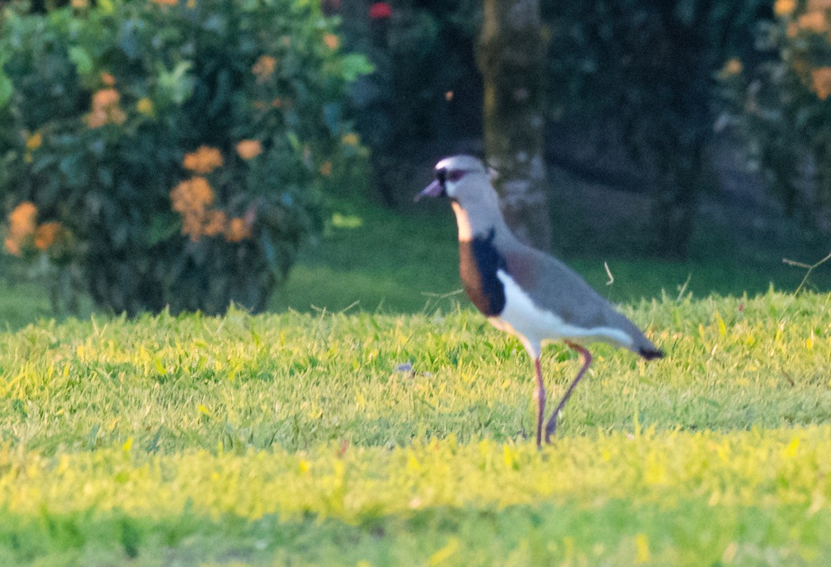 Southern Lapwing - ML617037427