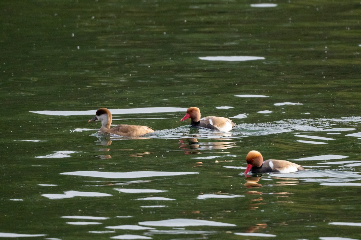 Red-crested Pochard - ML617037471