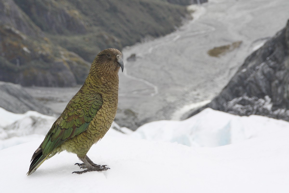 Kea - ML617037488