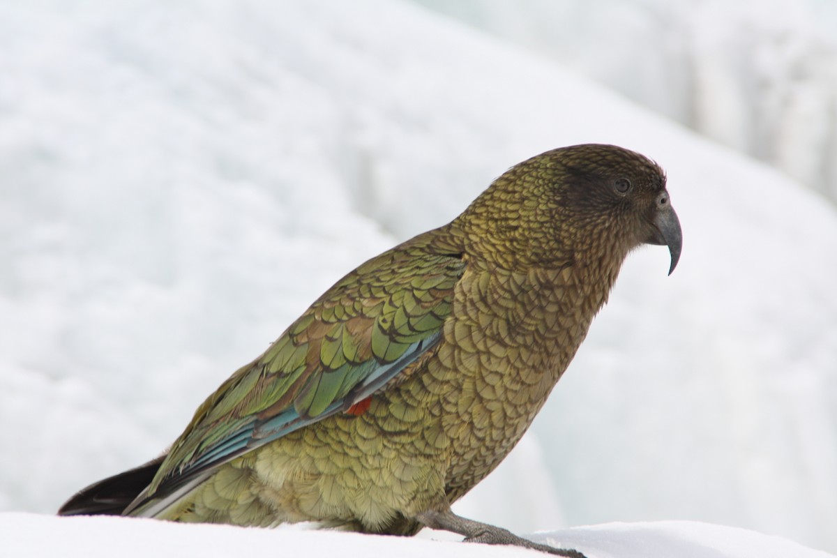 Kea - ML617037500