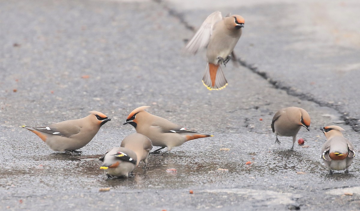 Bohemian Waxwing - ML617037518