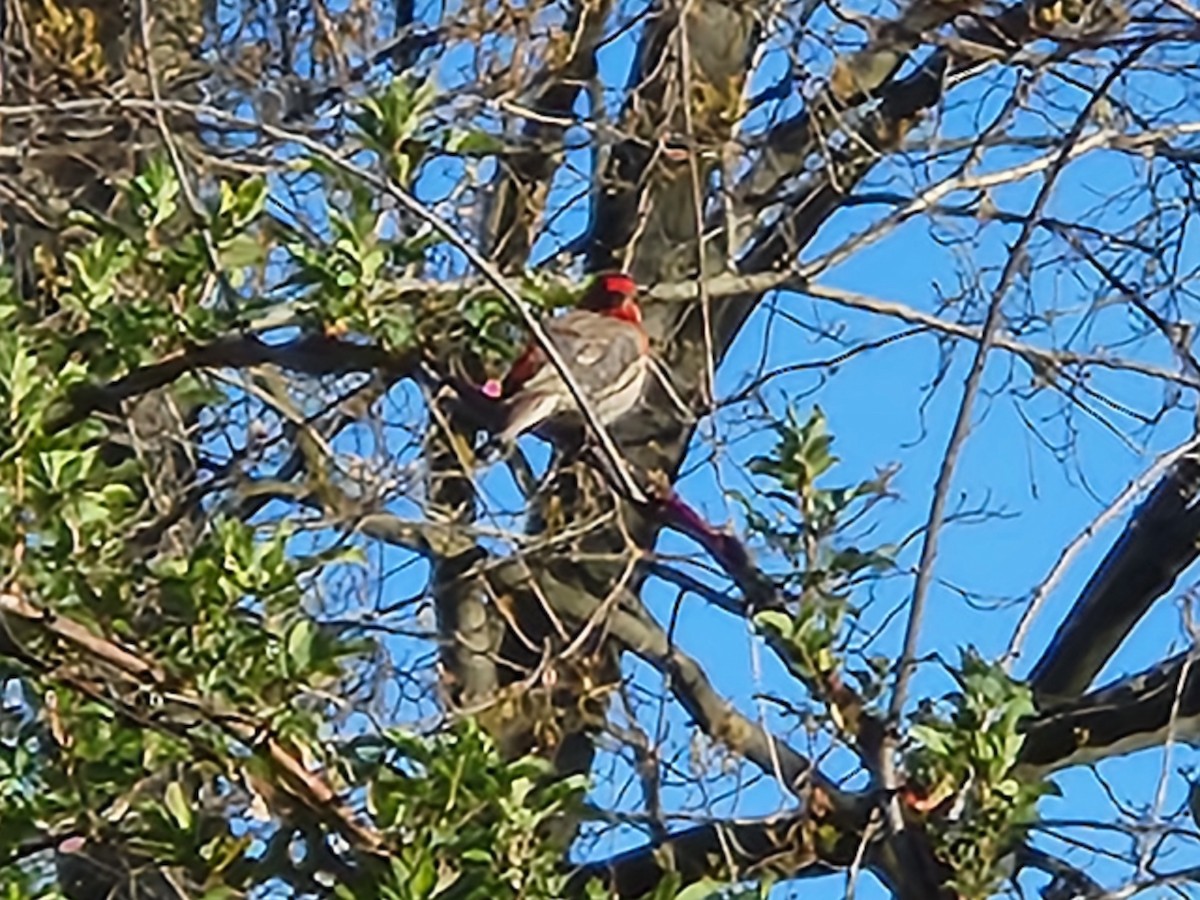 House Finch - ML617037535