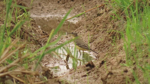 Western Yellow Wagtail - ML617037556