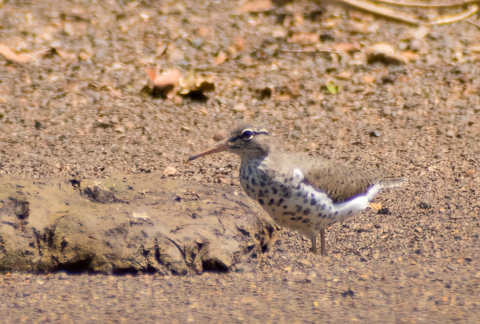 Spotted Sandpiper - Greg Darone