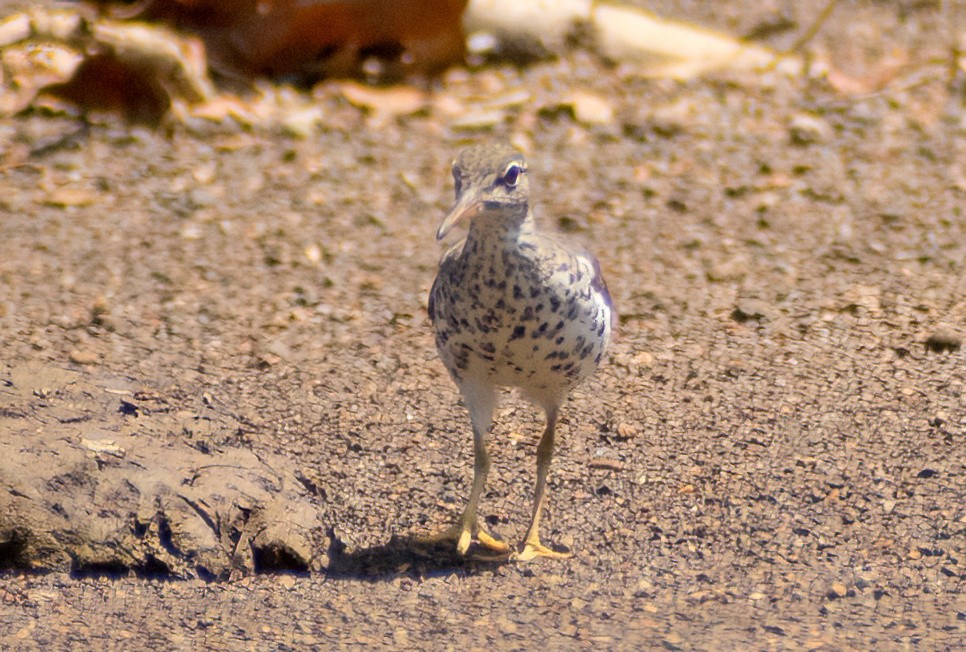 Spotted Sandpiper - Greg Darone