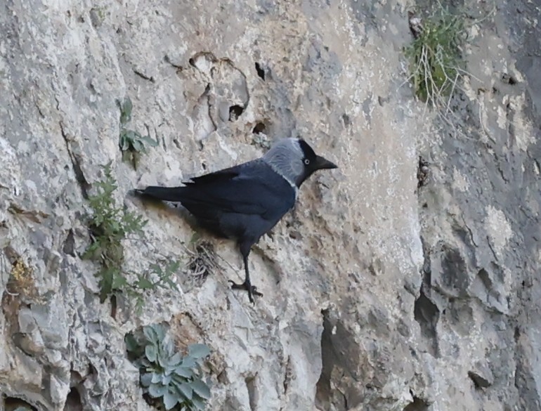 Eurasian Jackdaw - ML617037574