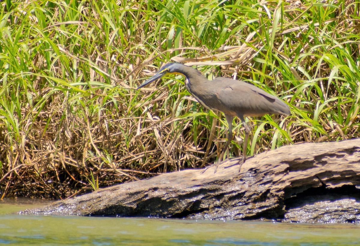 Bare-throated Tiger-Heron - Greg Darone