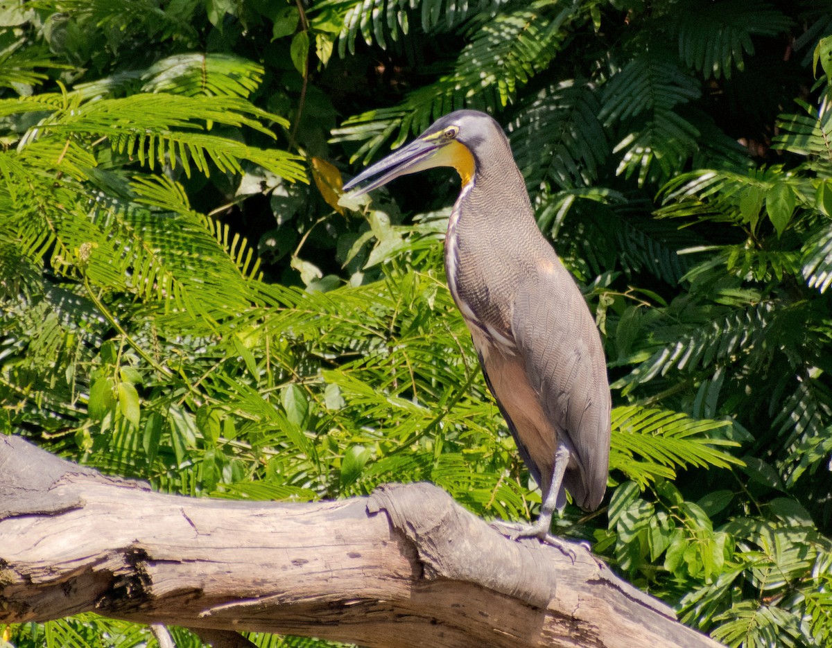 Bare-throated Tiger-Heron - Greg Darone