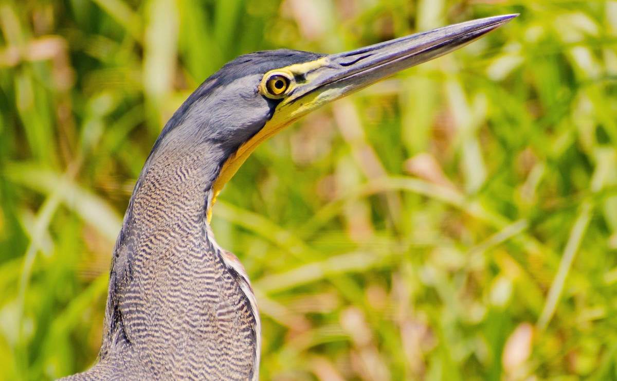 Bare-throated Tiger-Heron - Greg Darone