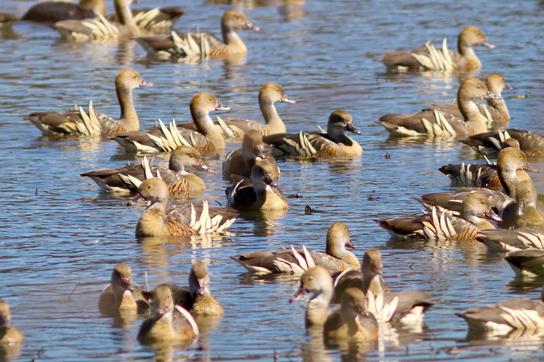 Plumed Whistling-Duck - ML617037610