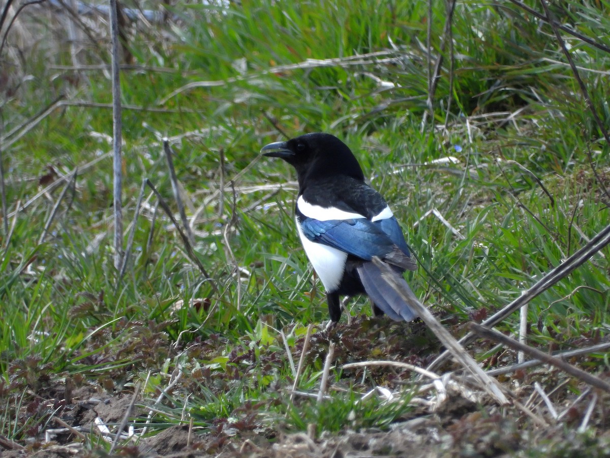 Black-billed Magpie - ML617037613