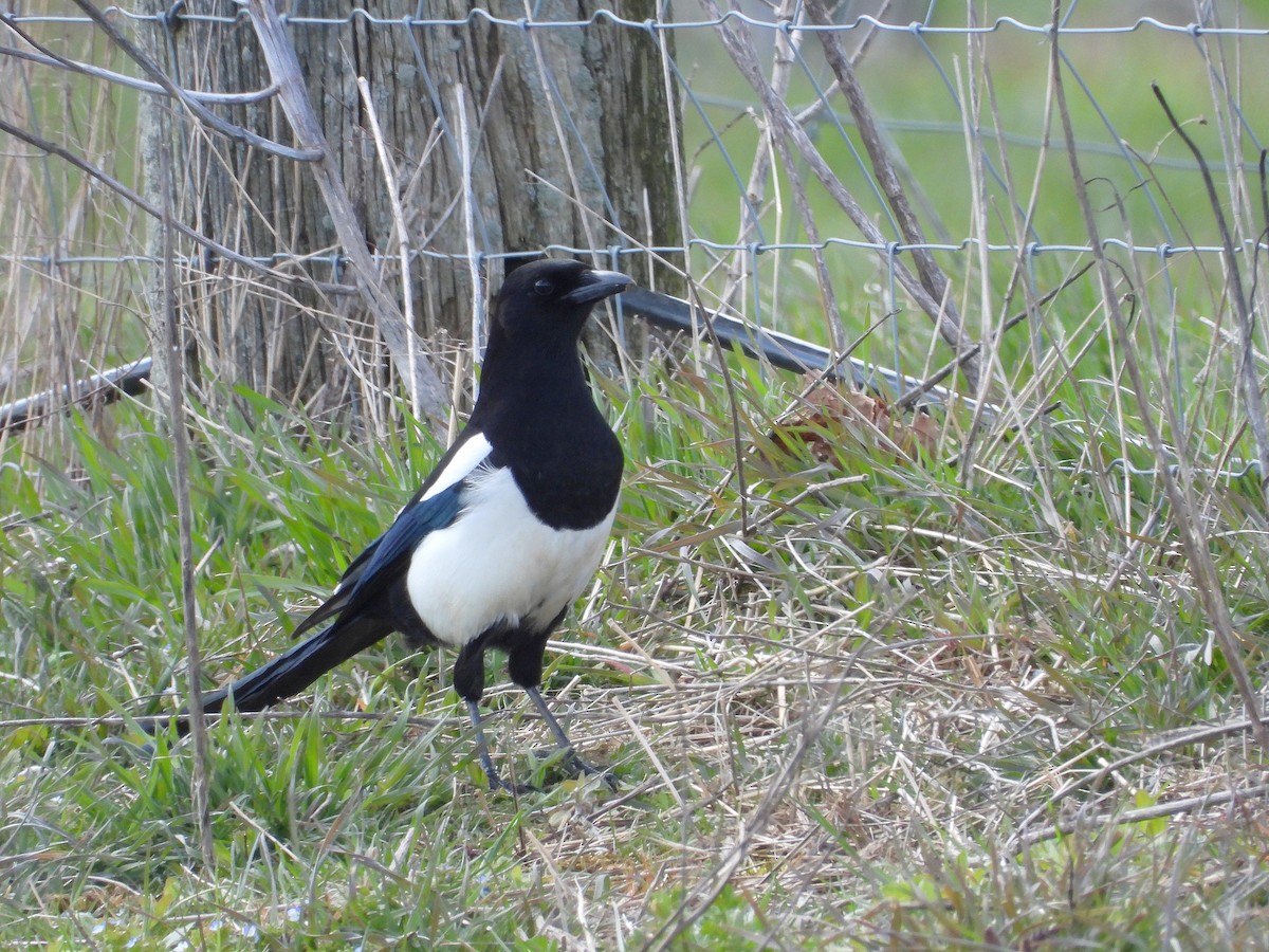 Black-billed Magpie - ML617037621