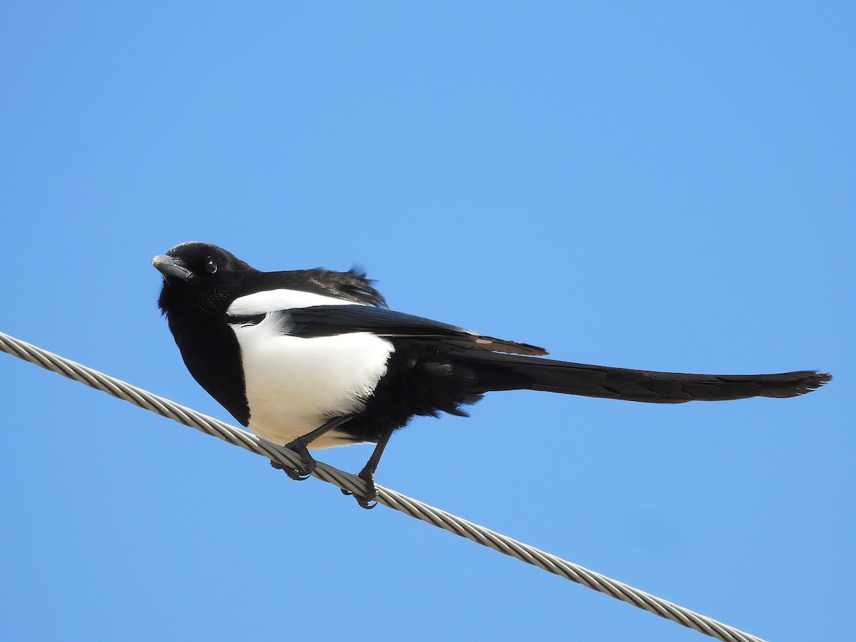 Black-billed Magpie - ML617037626