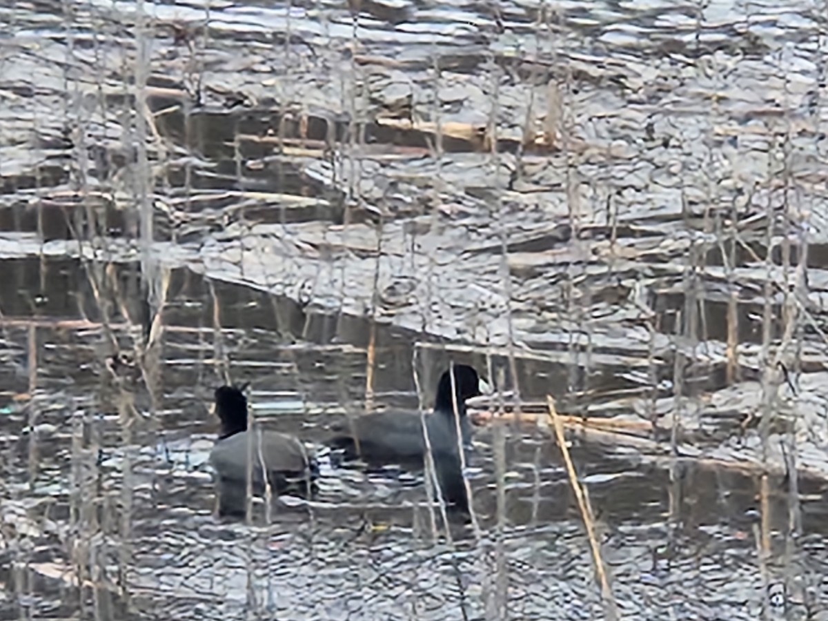 American Coot - Stan Smith