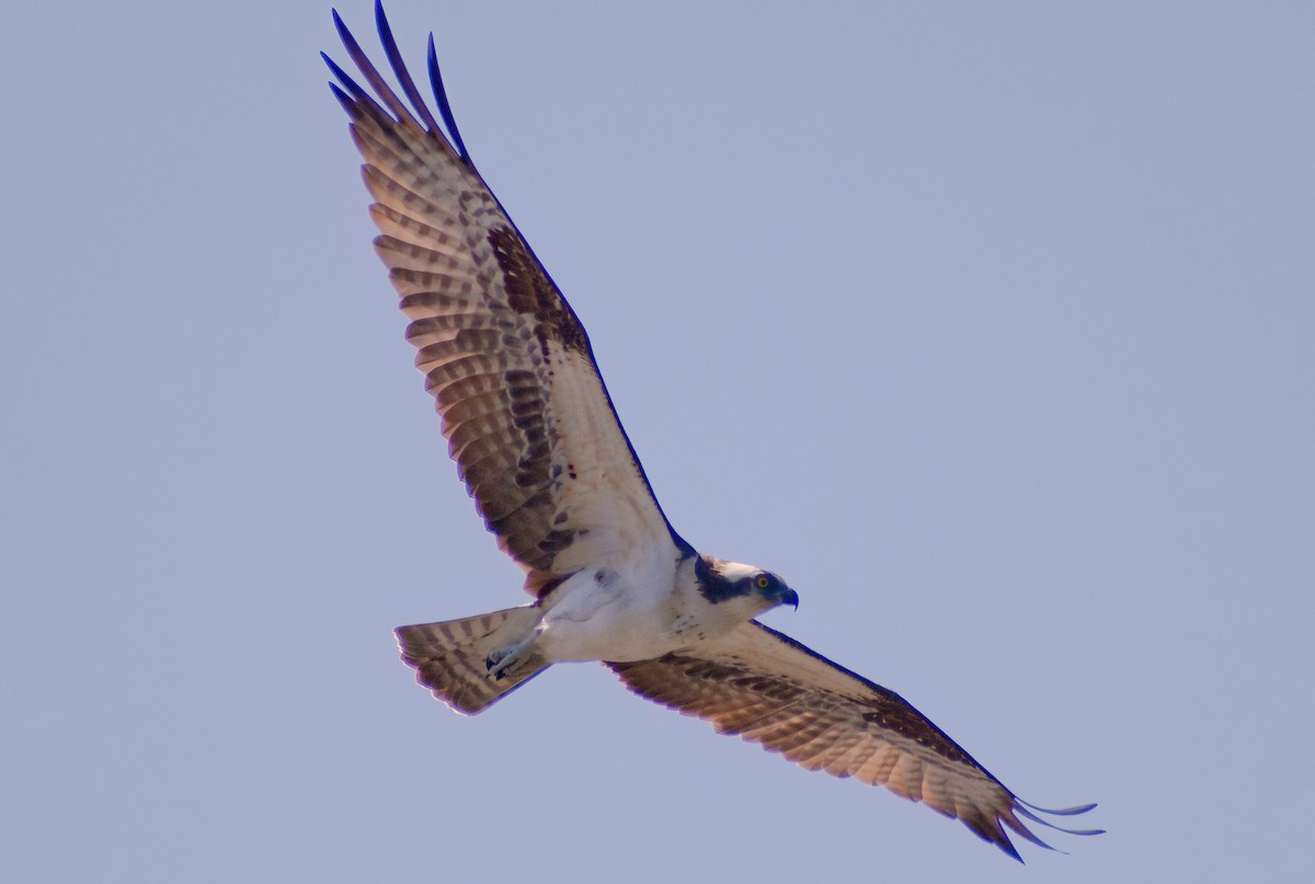 Águila Pescadora - ML617037645