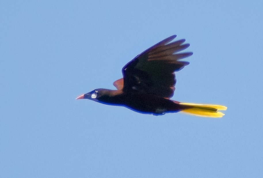 Montezuma Oropendola - Greg Darone