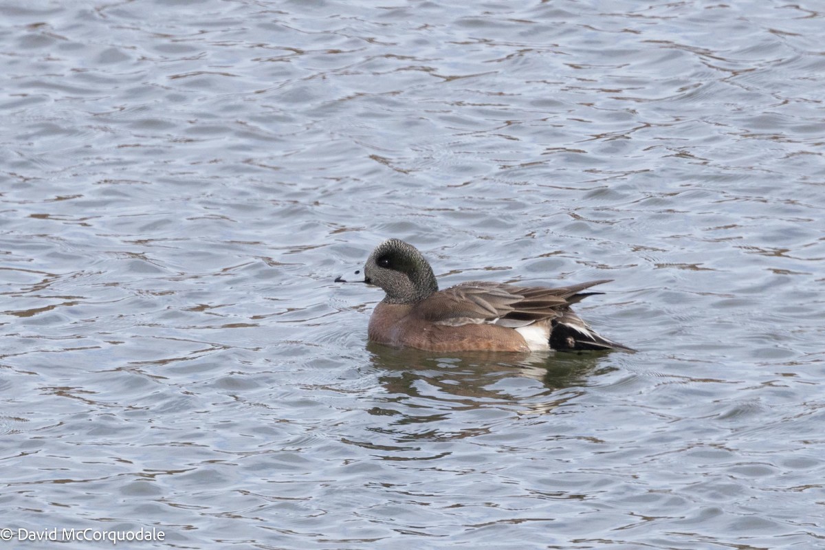 American Wigeon - David McCorquodale