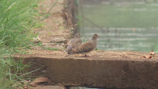 Oriental Turtle-Dove - ML617037667