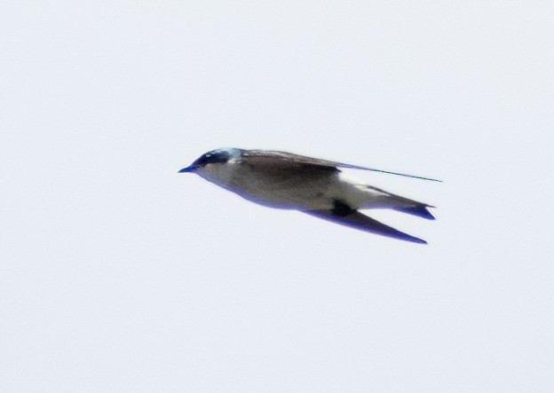 Mangrove Swallow - Greg Darone