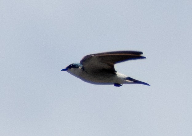 Mangrove Swallow - Greg Darone