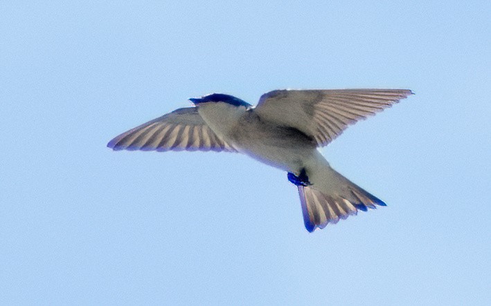 Mangrove Swallow - Greg Darone