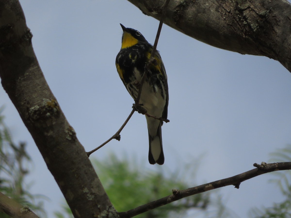 Yellow-rumped Warbler (Audubon's) - ML617037678