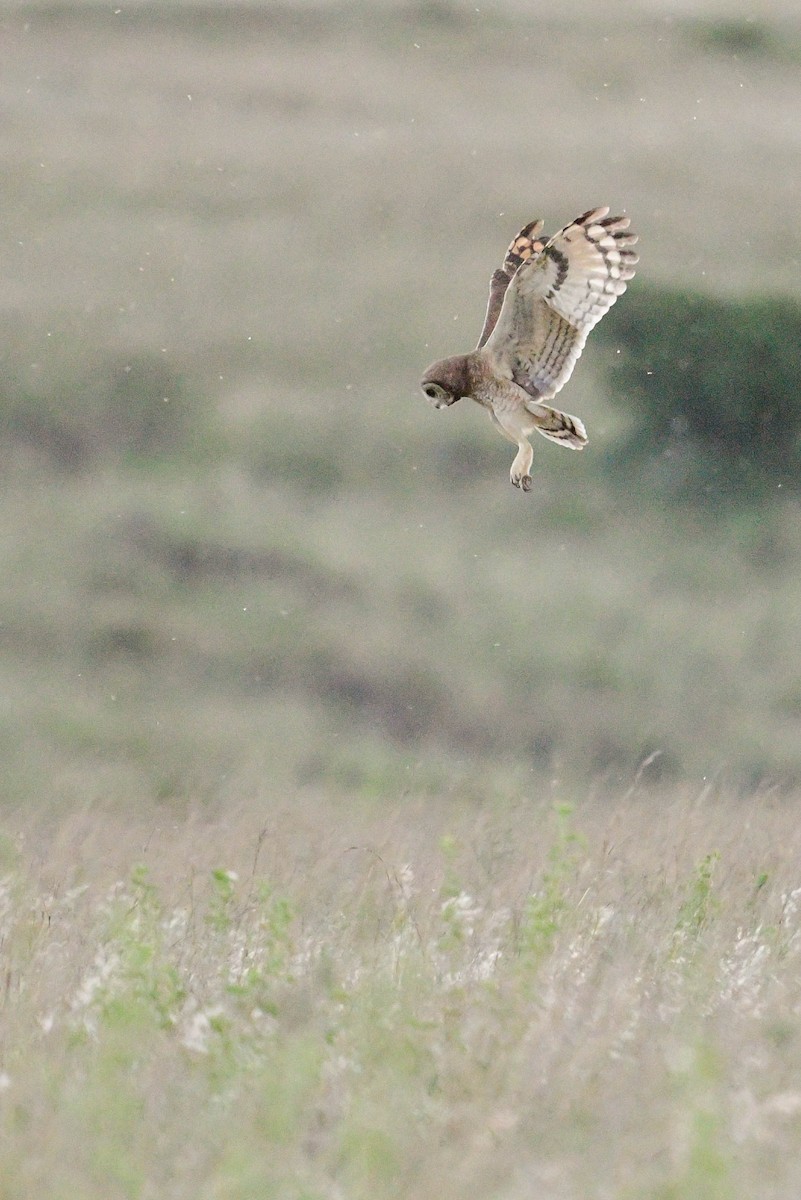 Marsh Owl - Raphaël Nussbaumer