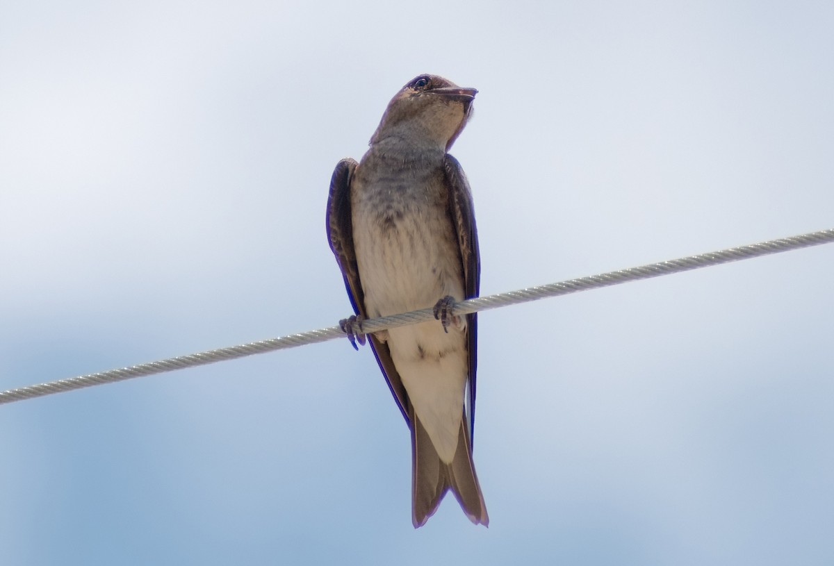 Gray-breasted Martin - ML617037682