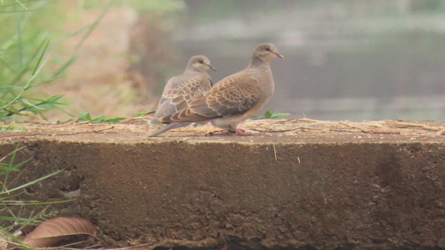 Oriental Turtle-Dove - ML617037708