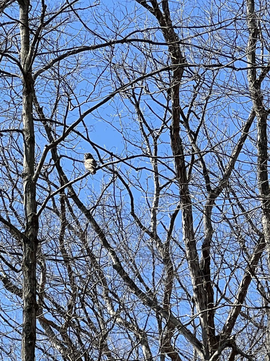 Barred Owl - ML617037709