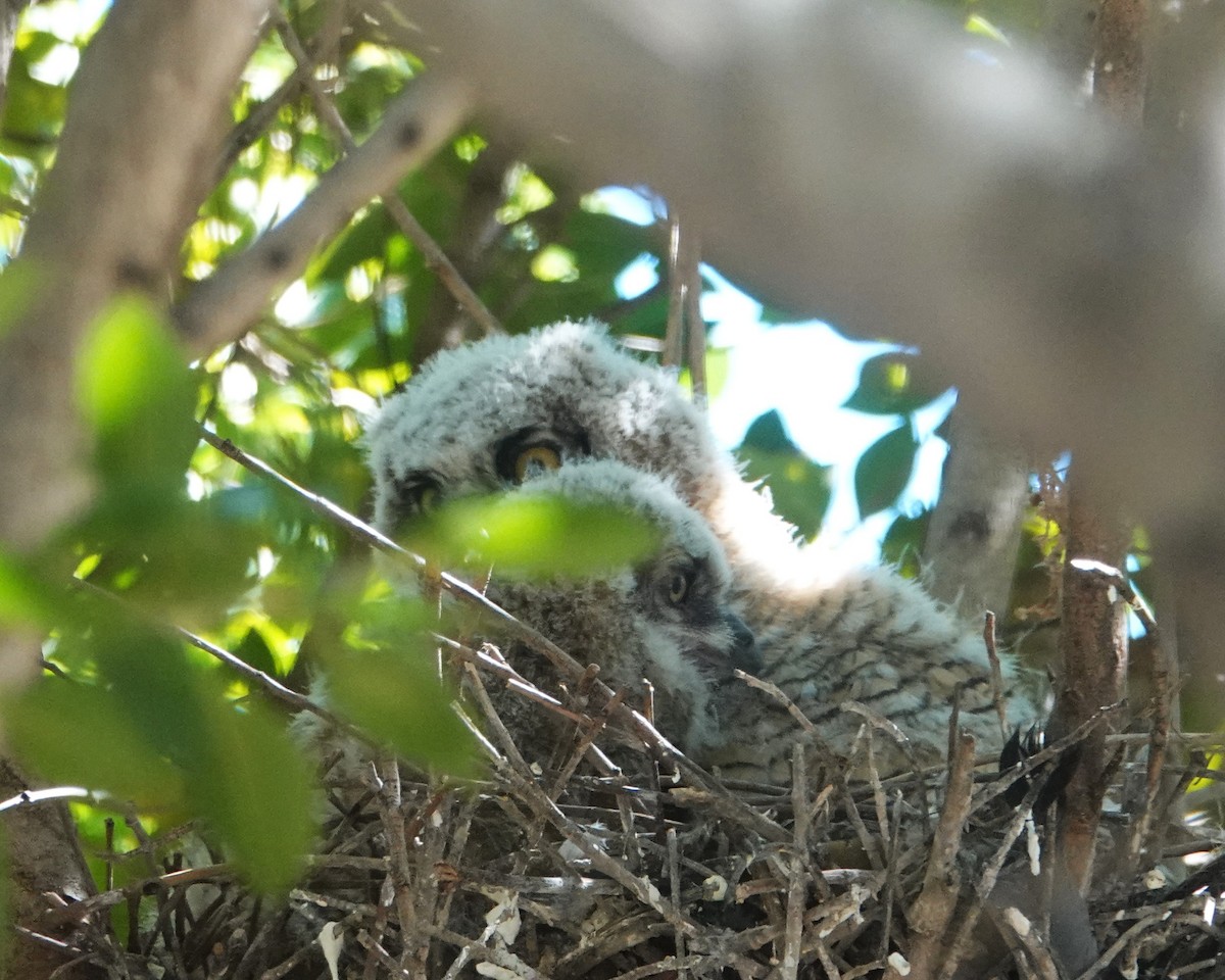 Great Horned Owl - Lillian Reis