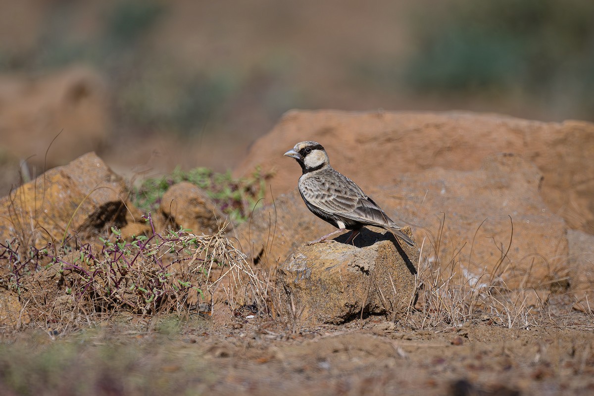 Ashy-crowned Sparrow-Lark - ML617037735