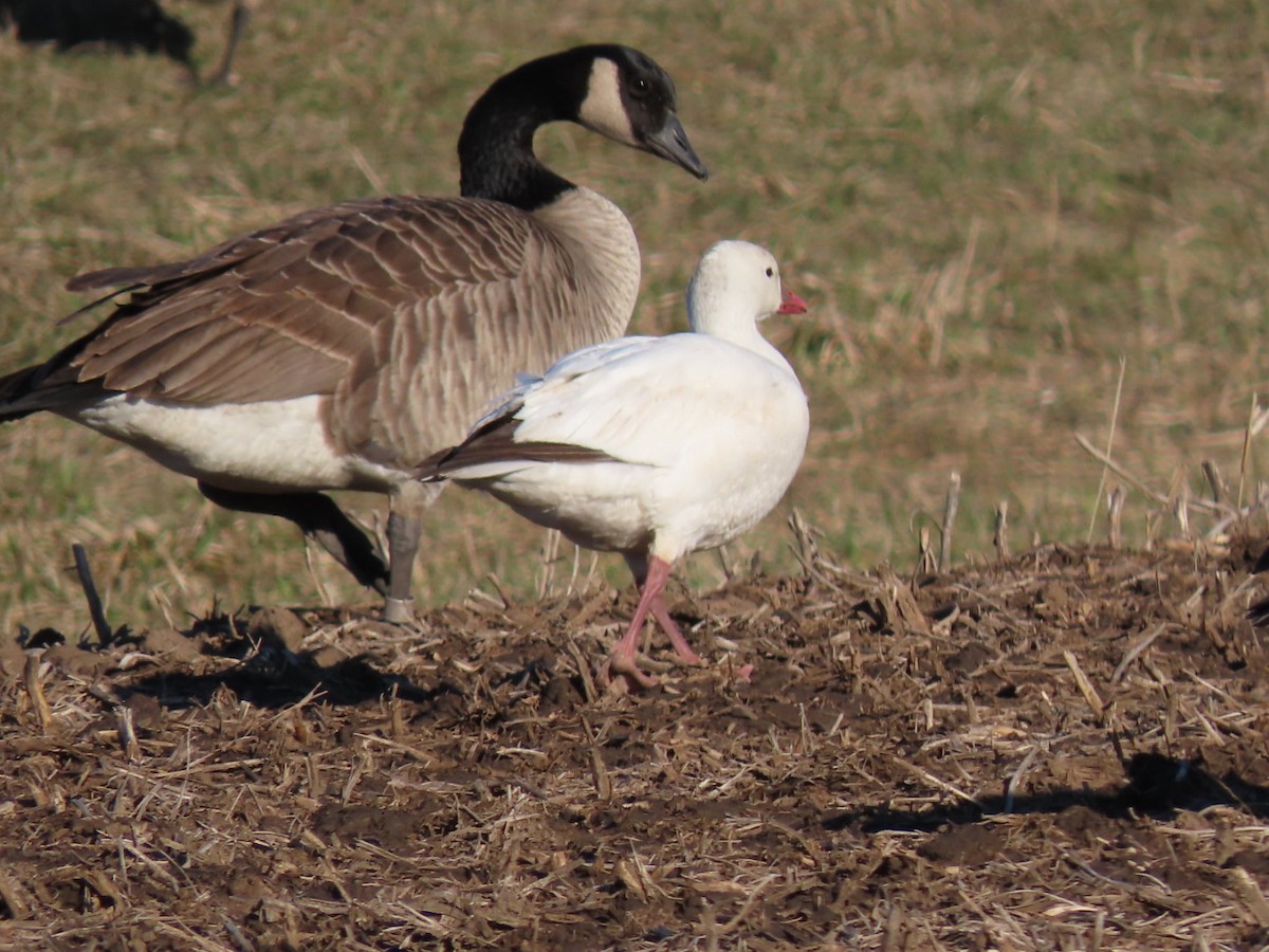 Ross's Goose - ML617037740