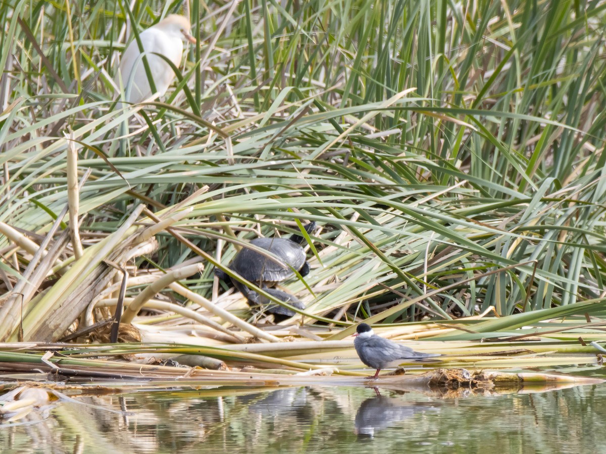 Weißbart-Seeschwalbe - ML617037752