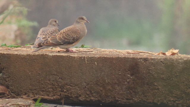 Oriental Turtle-Dove - ML617037762