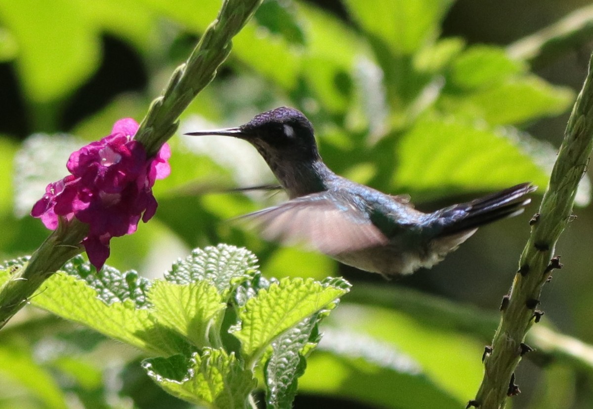 Violet-headed Hummingbird - juan carlos dieguez