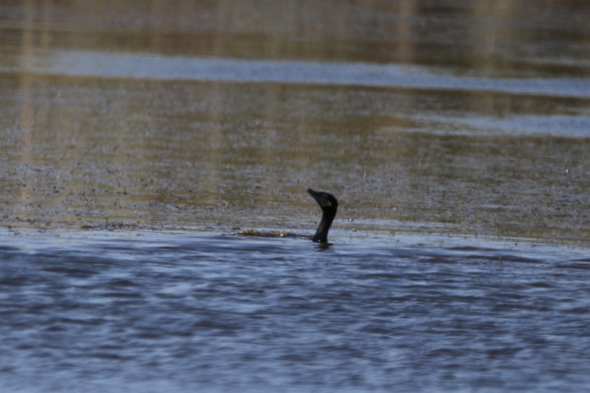 Neotropic Cormorant - ML617037813