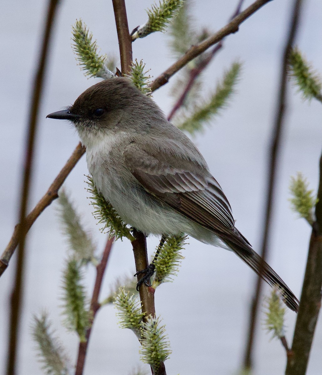 Eastern Phoebe - ML617037840