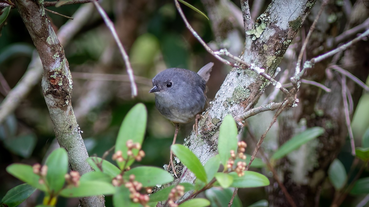 Brasilia Tapaculo - ML617037887