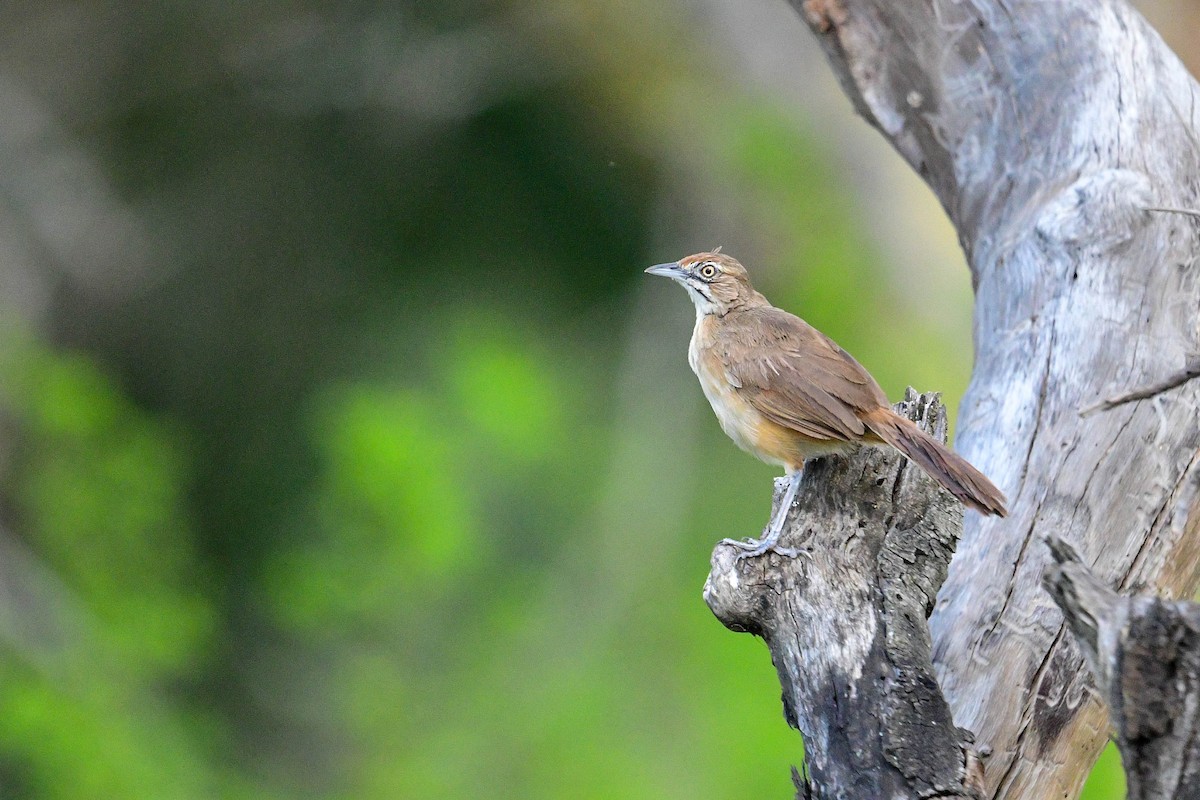 Moustached Grass-Warbler - Raphaël Nussbaumer