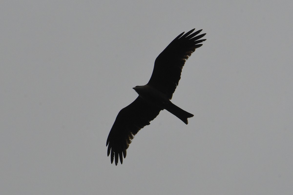 Black Kite - ML617037969