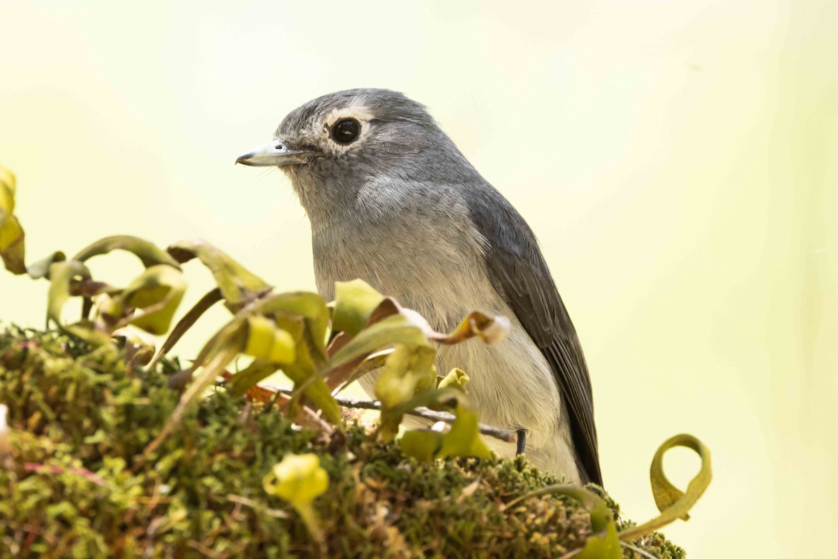 White-eyed Slaty-Flycatcher - Linda Rudolph