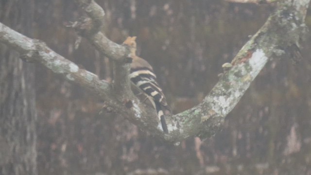 Eurasian Hoopoe - ML617038006