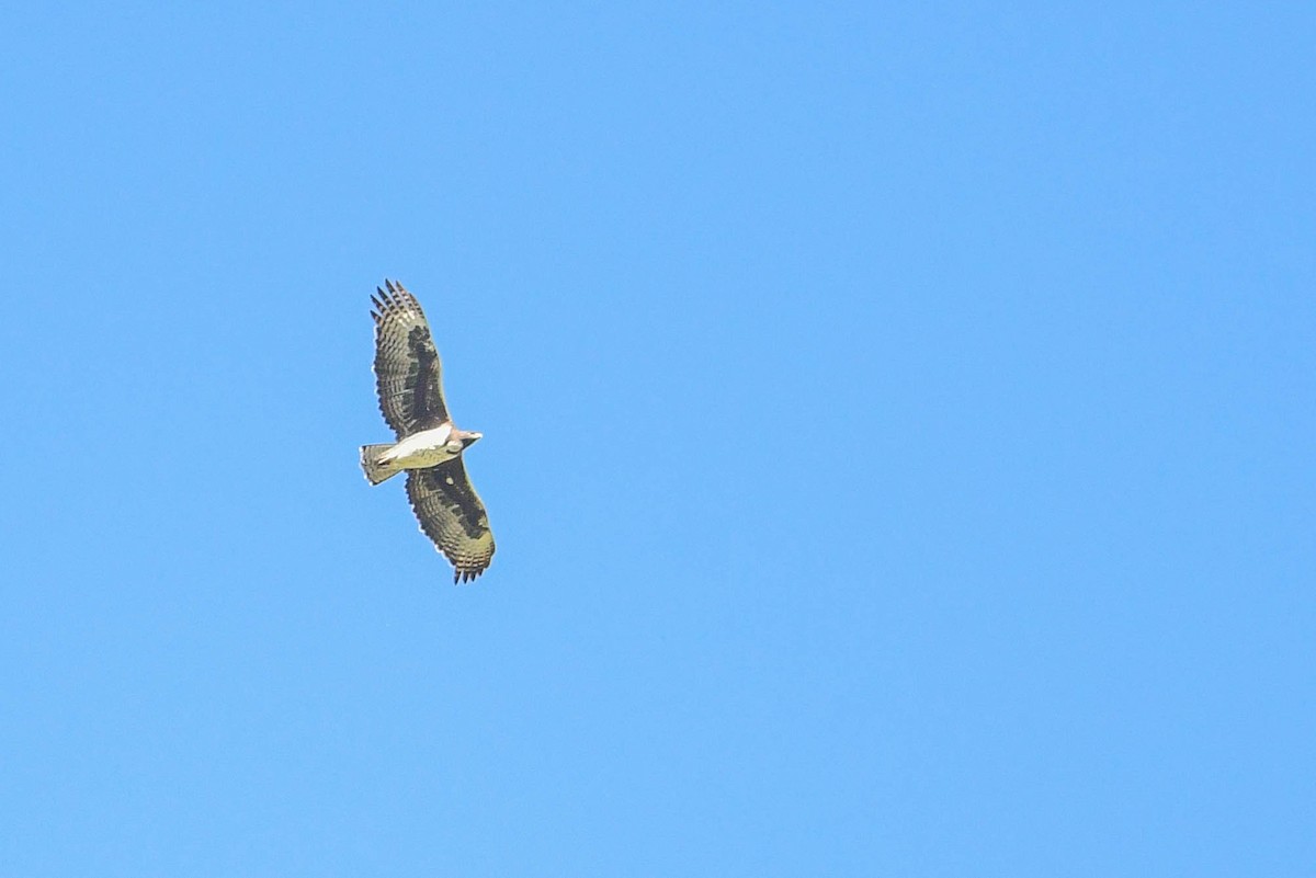 Martial Eagle - ML617038044